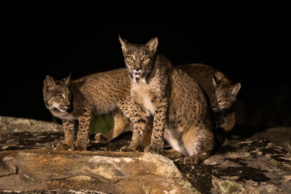 fotos de lince iberico Sierra de Andujar Tirso Perez